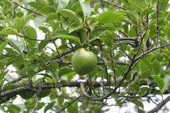 Annona glabra